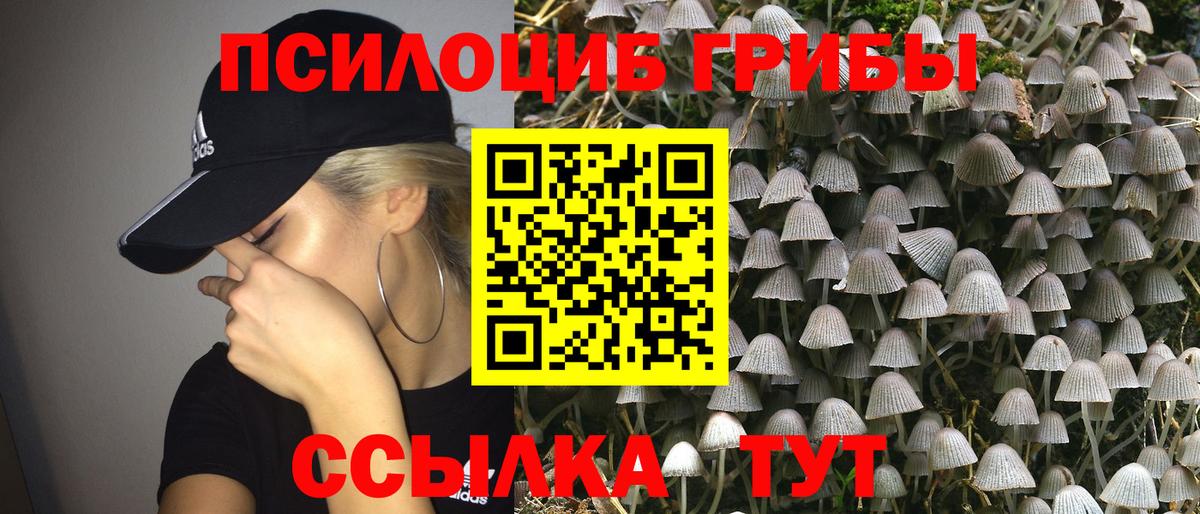 Галлюциногенные грибы Psilocybe Глазов